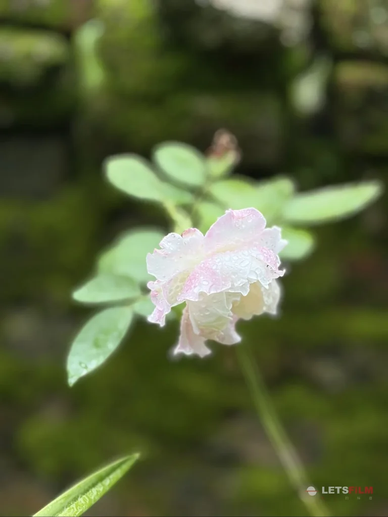 「暗房来信050」 洗水台前一角，暴雨后忽然绽开了