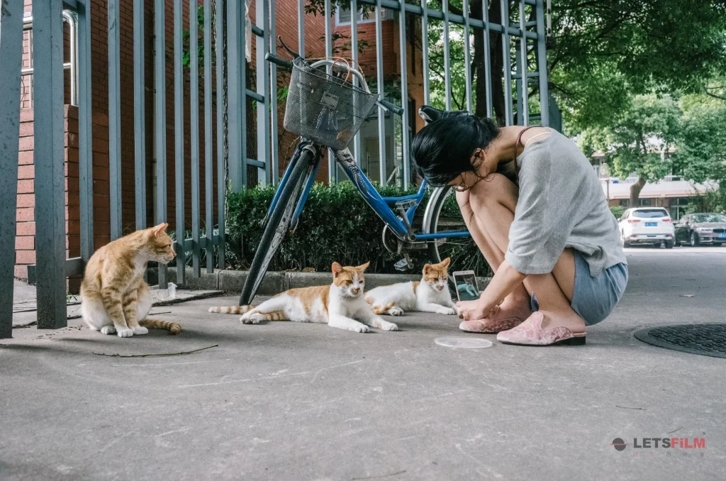 10 蹲下来的那一刻，她把整个夏天都给了三只橘猫