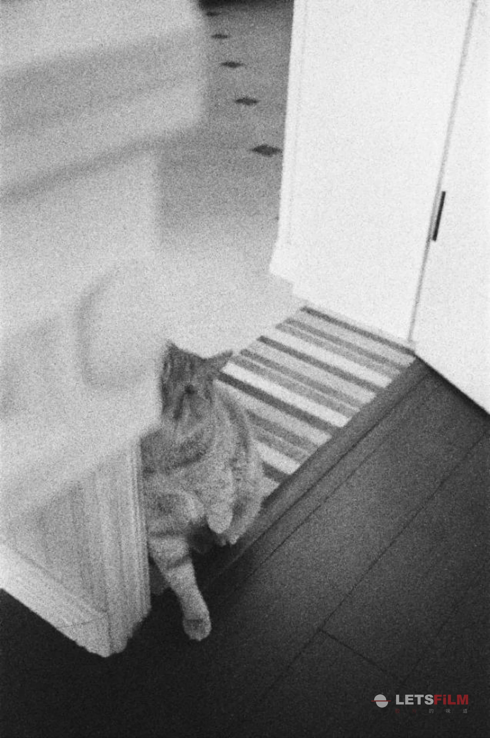 猫、狗、鹅