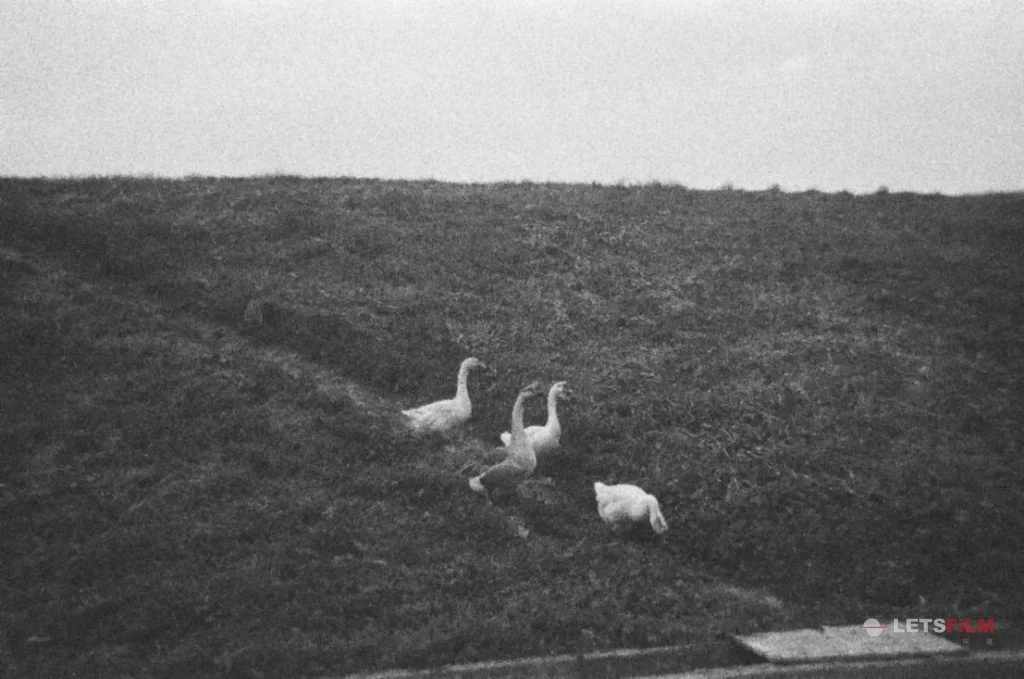Ilford HP5